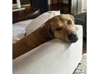 Adopt Zeke a Tan/Yellow/Fawn Labrador Retriever / Black Mouth Cur dog in