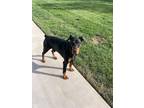 Adopt Captain a Doberman Pinscher / Mixed dog in Mooresville, NC (39891305)