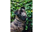 Adopt Sophie a Brindle Mastiff / Mixed dog in los angeles, CA (41438190)