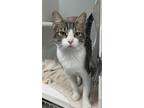 Adopt Henry ~ Available at Petsmart in Warsaw, IN! a Brown Tabby Domestic
