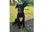 Adopt Star a Black - with White Border Collie / Terrier (Unknown Type