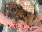 Adopt Maybelline - makeup litter a Brown/Chocolate Catahoula Leopard Dog /