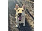 Adopt Raccoon a Brown/Chocolate - with White Husky / Shepherd (Unknown Type) dog