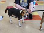 Adopt Cowboy a Beagle / Mixed dog in Peoria, IL (41001307)