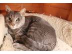 Adopt Binx a Gray, Blue or Silver Tabby Domestic Shorthair (short coat) cat in