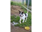 Adopt Itachi a Tricolor (Tan/Brown & Black & White) Australian Shepherd dog in