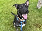 Adopt VOOPER a Brindle Dutch Shepherd / Australian Kelpie / Mixed dog in