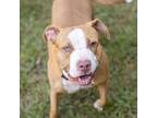 Adopt Shay a Brown/Chocolate American Pit Bull Terrier / Mixed Breed (Medium)