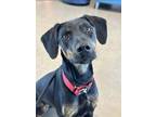 Adopt Isabella ('Bella') a Black - with Tan, Yellow or Fawn Doberman Pinscher /