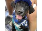 Adopt BB-8 a Black Labrador Retriever / Mixed Breed (Medium) dog in Chapel Hill