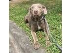 Adopt Jessie a Brown/Chocolate Labrador Retriever / Mixed Breed (Medium) dog in