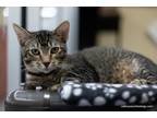 Adopt Isabella a All Black Abyssinian (short coat) cat in Parlier, CA (41416235)