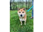 Adopt Doge a Tan/Yellow/Fawn - with White Shiba Inu / Mixed dog in Uxbridge