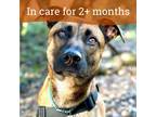 Adopt Elle a Shepherd (Unknown Type) / Boxer / Mixed dog in Oakland