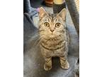 Adopt Beatrix a Gray, Blue or Silver Tabby British Shorthair (short coat) cat in