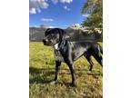 Adopt BIRCH a Black - with White English Pointer / Labrador Retriever / Mixed