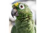 Adopt Pickles Aka Godzilla a Amazon bird in Elizabeth, CO (39877661)