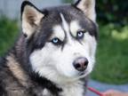 Adopt Yami a Alaskan Malamute / Siberian Husky / Mixed dog in Vallejo