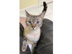 Adopt Sapphire a Brown or Chocolate (Mostly) Siamese (short coat) cat in