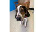Adopt Frank a Treeing Walker Coonhound / Mixed dog in Barron, WI (41214087)