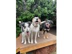 Adopt Tiki a Foxhound / Mixed dog in New Orleans, LA (41181296)