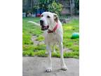 Adopt Possum a Great Dane / Great Pyrenees / Mixed dog in Bullard, TX (41429460)