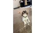Adopt Ludo a White - with Brown or Chocolate Beagle / Cavalier King Charles