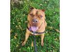 Adopt Luna a American Pit Bull Terrier / Mixed dog in Sheboygan, WI (41207113)