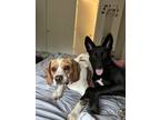 Adopt Loki a Black - with White Belgian Malinois / Husky / Mixed dog in