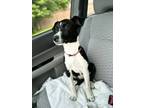 Adopt Elly a Black - with White Australian Shepherd / Shepherd (Unknown Type) /