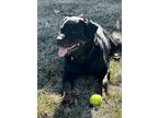 Adopt Chapo a Tan/Yellow/Fawn Rottweiler dog in Lincoln, NE (41438043)