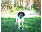 Adopt Beagle Spaniel Babies! a Beagle / Spaniel (Unknown Type) / Mixed dog in