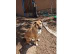 Adopt Sams a Tan/Yellow/Fawn - with White Chow Chow / American Staffordshire
