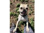 Adopt Sev a Pug dog in Windsor, CO (41352743)