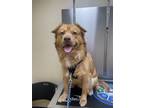 Adopt Toby a Tan/Yellow/Fawn - with White Australian Shepherd / Mixed dog in
