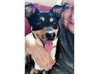 Adopt Dover a Jack Russell Terrier / Mixed dog in Germantown, OH (41432032)