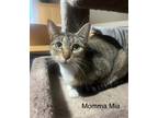 Adopt Mia - LJ/LE a Brown Tabby Domestic Shorthair / Mixed (short coat) cat in