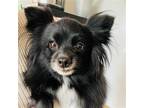 Adopt Yin a Pomeranian / Mixed dog in Prosser, WA (41155188)