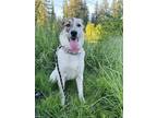 Adopt Raven a White - with Tan, Yellow or Fawn Cattle Dog / Great Pyrenees /