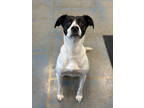 Adopt Peaches a White Pointer / Mixed Breed (Medium) / Mixed (short coat) dog in