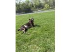 Adopt Chase a Brown/Chocolate American Pit Bull Terrier / Labrador Retriever /