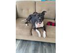 Adopt Benny a American Staffordshire Terrier / Mixed Breed (Medium) / Mixed dog
