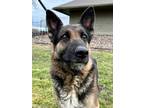 Adopt Paloma a Brown/Chocolate German Shepherd Dog / Mixed Breed (Medium) /