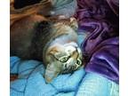 Adopt Prince a Brown Tabby Domestic Mediumhair (medium coat) cat in College