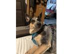 Adopt Delta a Gray/Blue/Silver/Salt & Pepper Australian Cattle Dog / Mixed dog