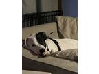 Adopt Rocky a White - with Black American Pit Bull Terrier / Mixed dog in