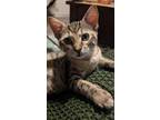 Adopt Belle a Brown Tabby Domestic Shorthair (short coat) cat in College