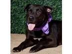 Adopt Alexis +++ a Black Labrador Retriever / Mixed Breed (Medium) / Mixed