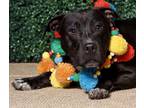 Adopt Cayenne - a Black Labrador Retriever / Mixed Breed (Medium) / Mixed (short