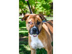 Adopt Bobbi a Brindle Shepherd (Unknown Type) / Boxer / Mixed (short coat) dog